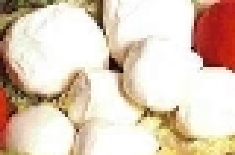 Cassazione: vietato vendere mozzarelle sfuse nei supermarket