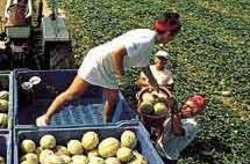 Truffa contributi agricolisequestro beni ad Altamura