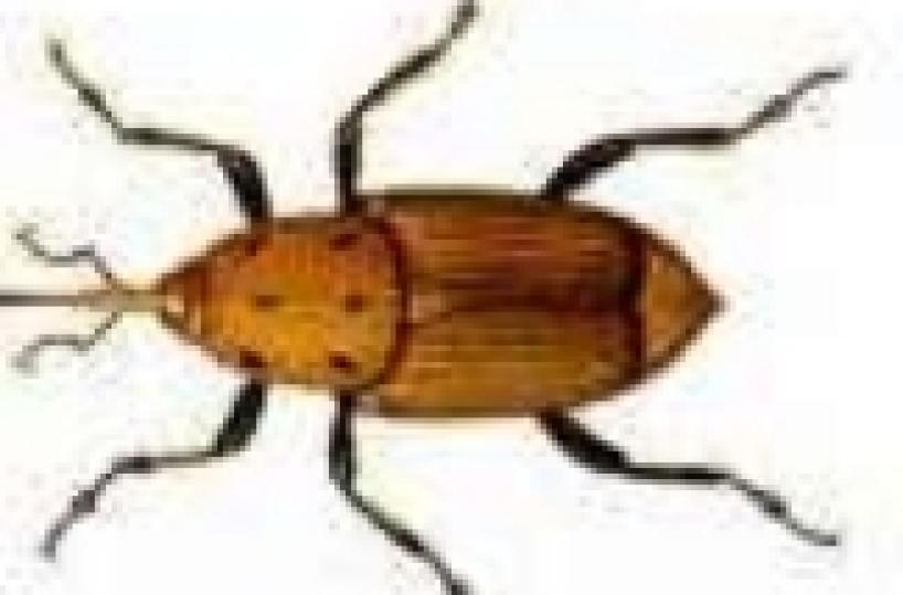 Insettucolo asiatico fa strage di palme in Italia