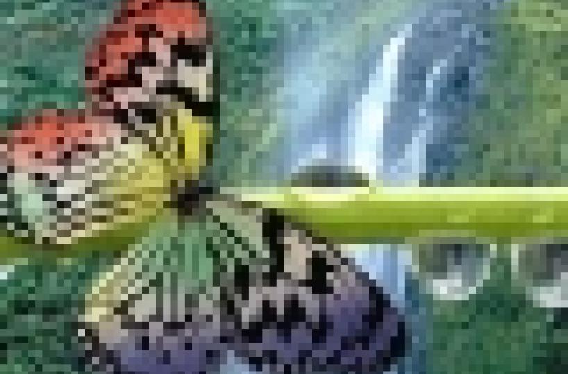 A Londra un maxi rifugio per salvare le farfalle