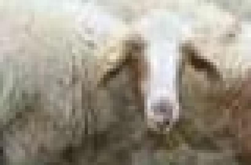 Abigeato, sgominata banda nazionale