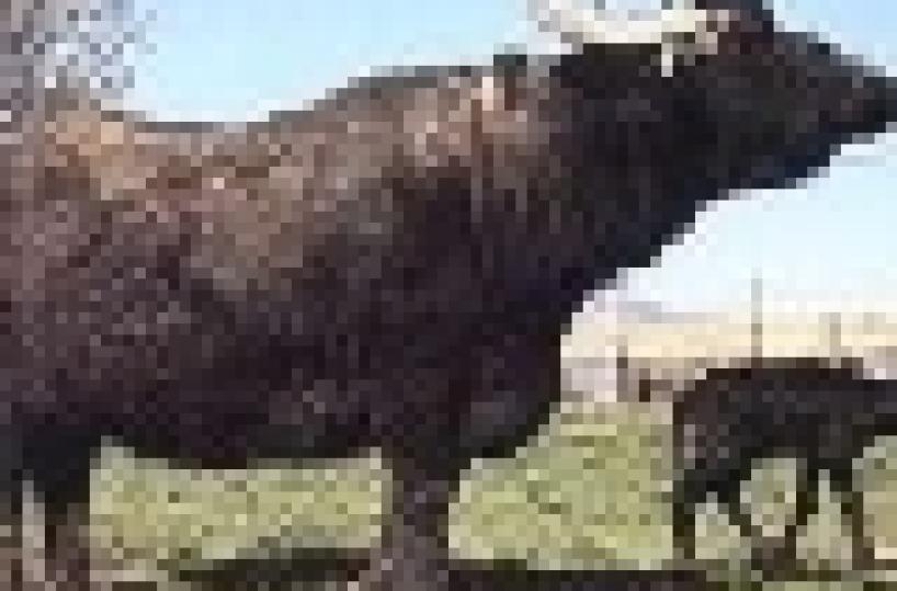 Più allevamenti di bufale nel Potentino