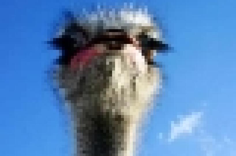 Allo zoo di Mosca uno struzzo si innamora (non ricambiato) delle zebre