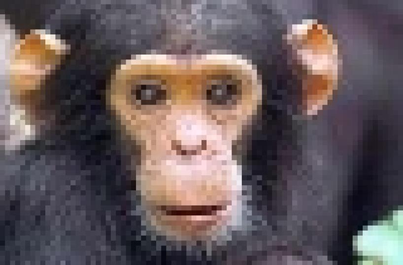 Ruba una scimmietta allo Zoosafari