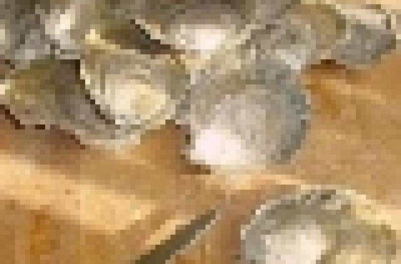 Ostriche pugliesi conquistano la Francia