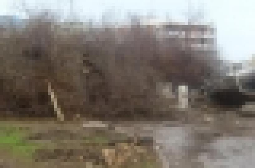 Mola, per il nuovo lungomare abbattuti cento alberi, per «errore»