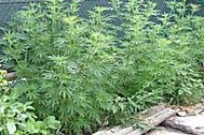 Molfetta, coltivana marijuanain casa: arrestato un 40enne