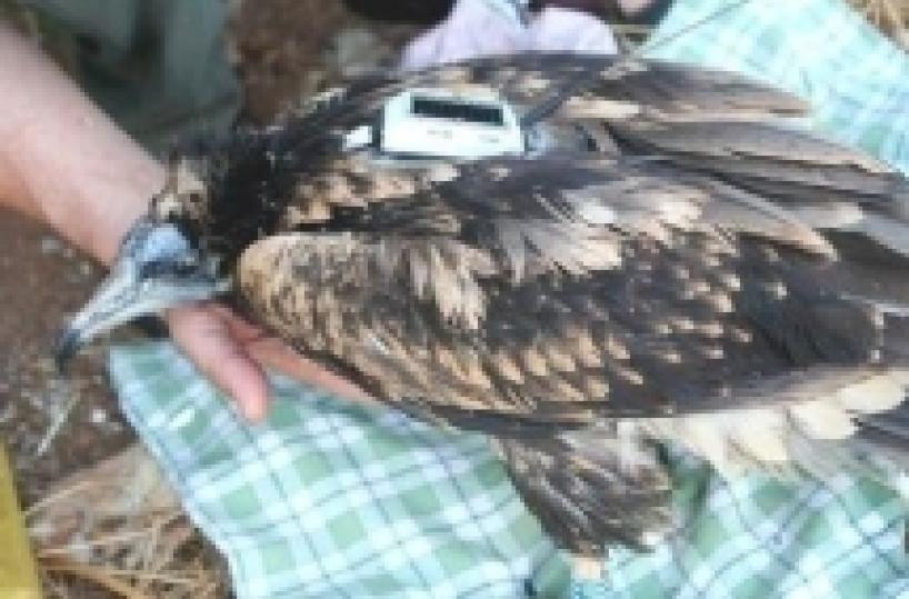 Laterza, Arianna in volo dall'Africa verso casa