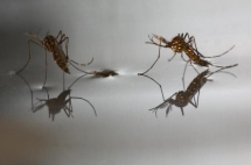 Maratea, operaio in coma per la&nbsp; guerra alle zanzare