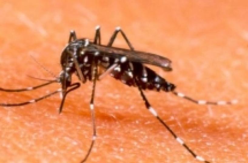 Bari, incubo zanzare la disinfestazione non doma ''la tigre''