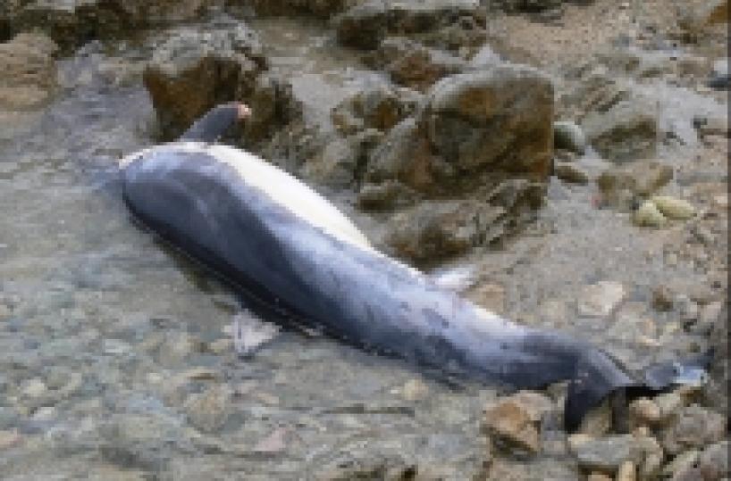 Delfino e tartarughe morti rinvenuti sulla costa di Ostuni