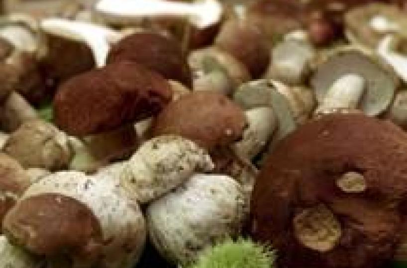 «Incidenti di stagione»Mangiano funghi velenosiin 3 finiscono in ospedale