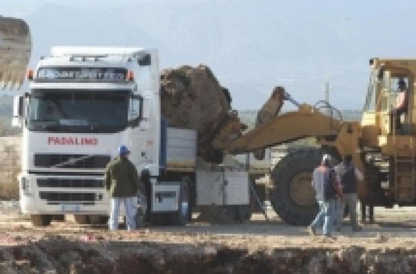 Segati e rubati  i denti ai capodogli