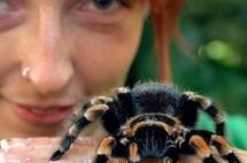 Animali: allarme tarantole a Sydney
