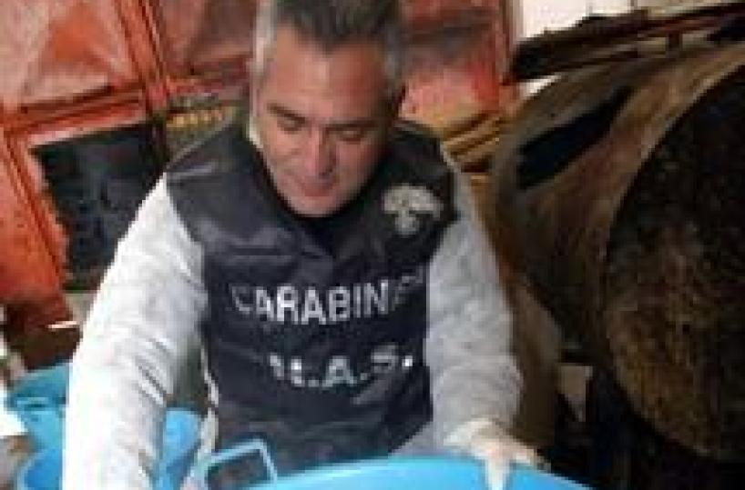 Alimenti: sequestro 1300 kg prodotti caseari dannosi