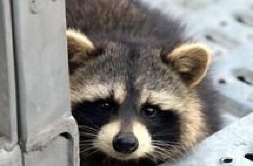 Procione in scuola Cremona, preso