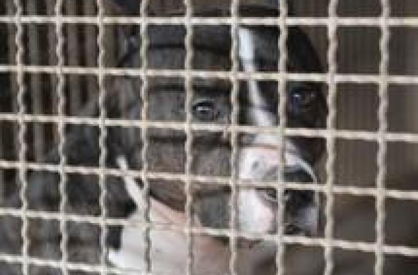 Modugno,  per Natale aggiungi un posto a tavola per il cane