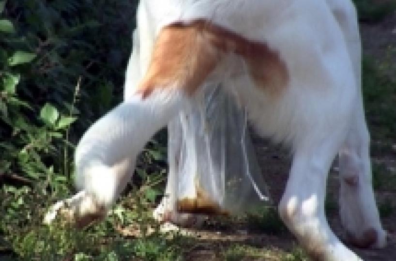 Ecco il pannolino per i cani Invenzione «made in Bari» per salvare... i marciapiedi - Il video