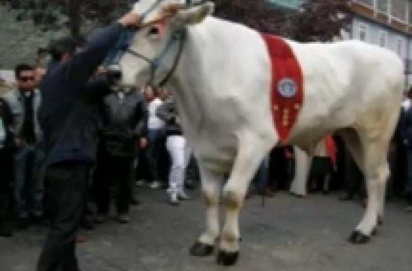 E' potentino il bue più alto del mondo