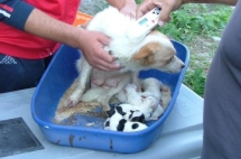 Potenza, presidente Enpa «Digiuno per salvare 400 cani» Il video-appello di Marisa Laurito