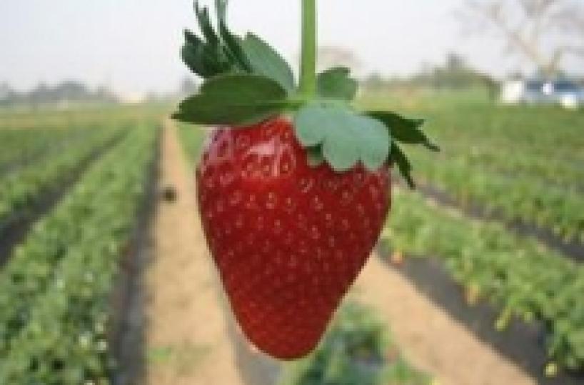 La «candonga» rilancia la fragolicoltura nel Metapontino