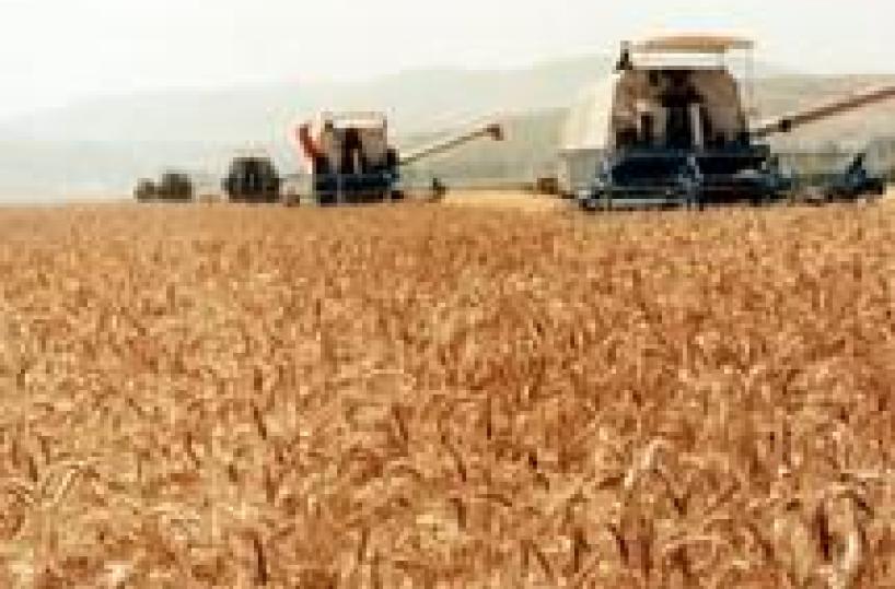 Alimentare: Coldiretti Puglia  inarrestabile import di grano