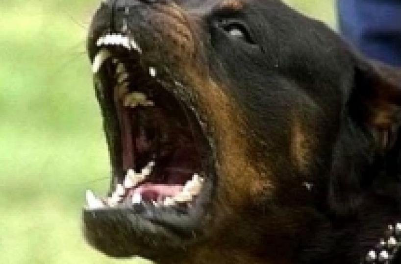 Autopsia: bimbo di Foggia azzannato a morte alla giugulare