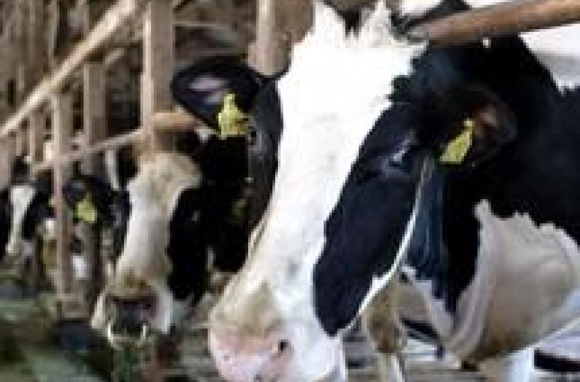 Quote latte: ok riscossione coatta multe