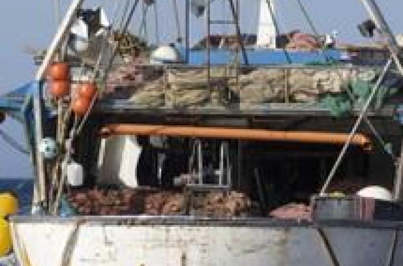 Gdf sequestra 10 esemplari novellame pesce spada