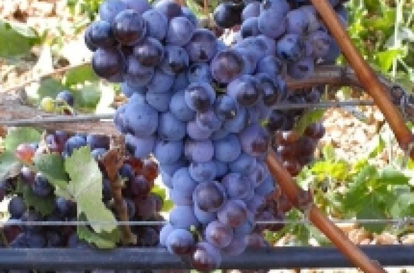 Nero di Troia &egrave; fatta avr&agrave; il marchio Doc