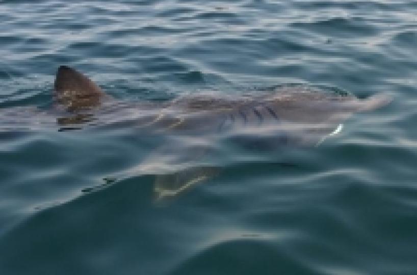 Taranto,&nbsp;squalo elefante nelle acque del&nbsp;porto La Capitaneria: innocuo