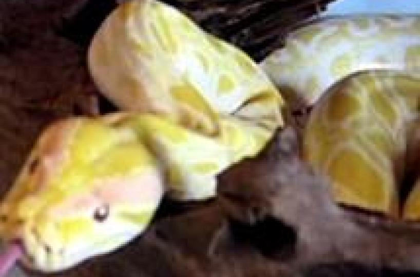 Dog foils pusher's rabbit, python to find drugs