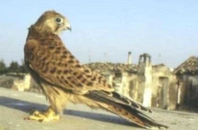 Da Montescaglioso a Parma Il falco grillaio «emigra»