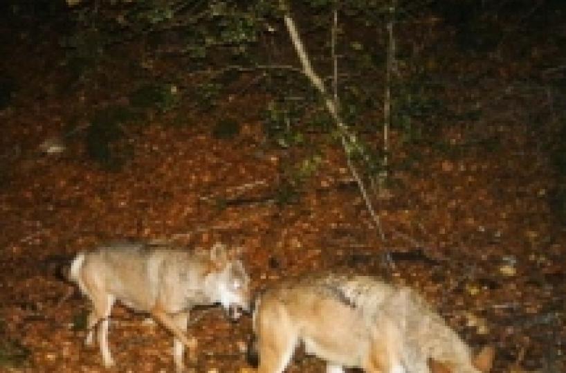 I lupi tornano ad abitare nei boschi del Gargano