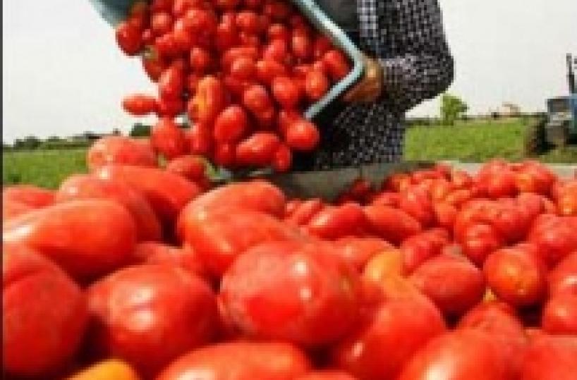 Taranto, sesso per un lavoro 17 arrestati «Il caporalato sia reato penale»