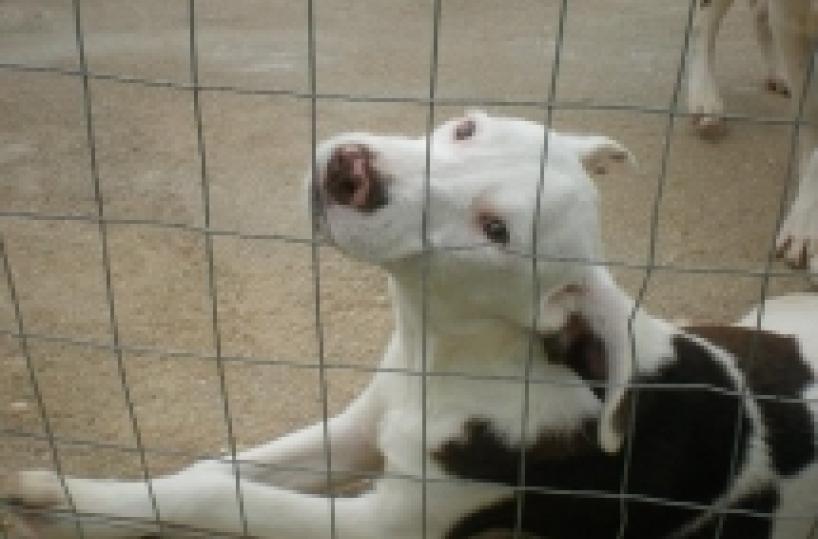 «Se partite, non li lasciate» Da Trani la campagna contro l'abbandono dei cani