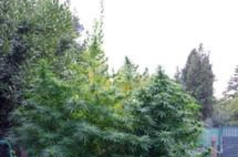 Ceglie, coltivavano droga: denunciati due martinesi