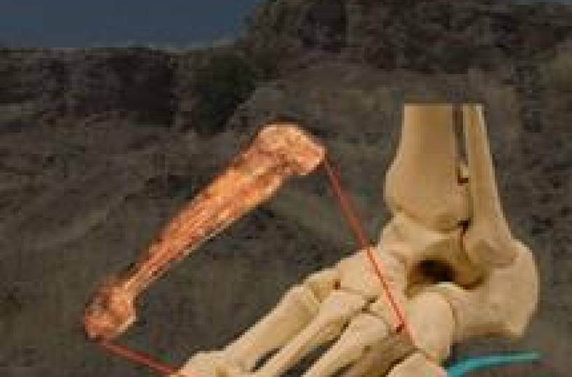 Falso podologo smascherato a Viterbo