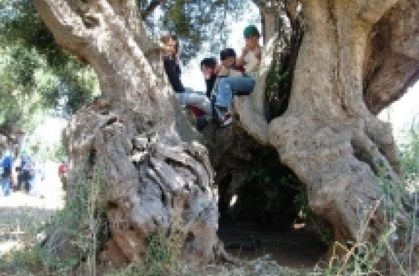 Ricchezza di Puglia 60 milioni di ulivi «Oggi più tutelati»