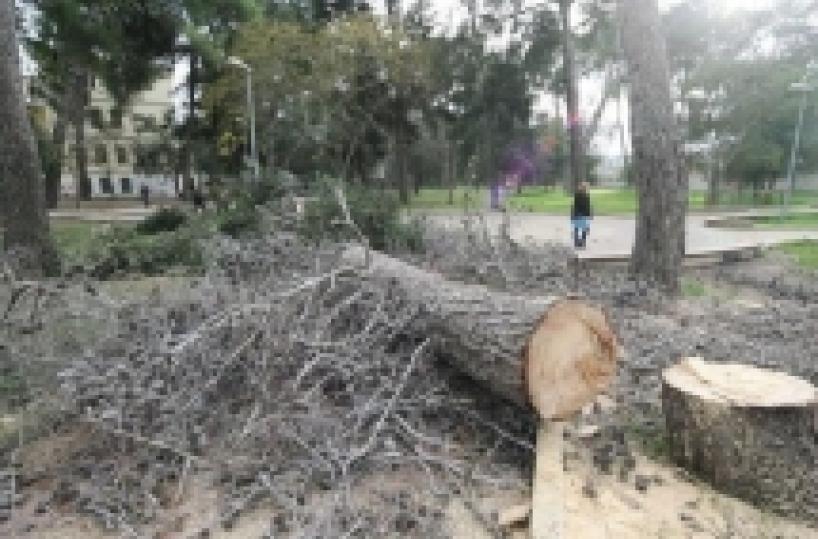 Tagliano querce, arrestatitre operai nel Potentino