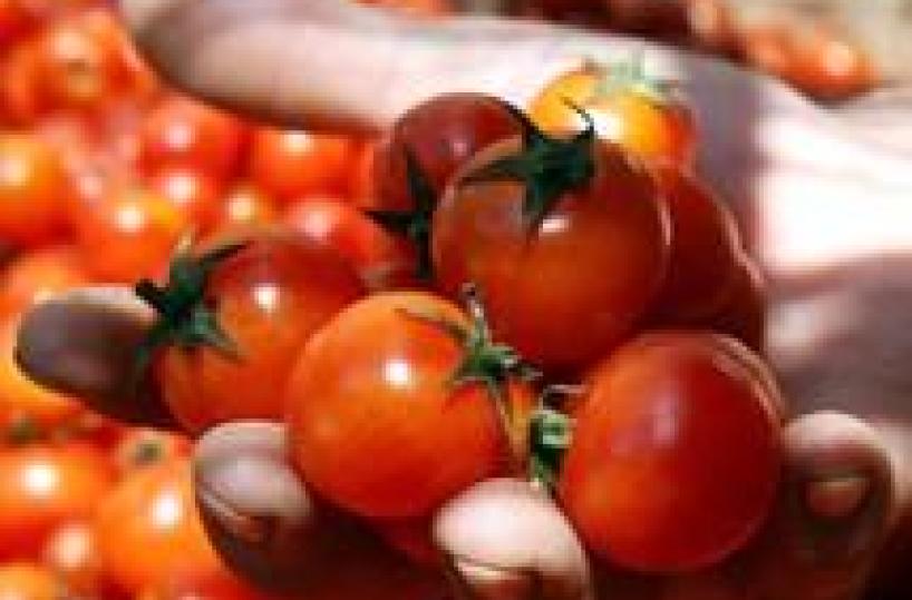 Pomodoro, il distrettotorna a casa a Foggia