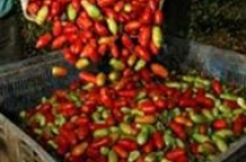 Foggia, ora è ufficiale il nostro pomodoro  diventa giapponese