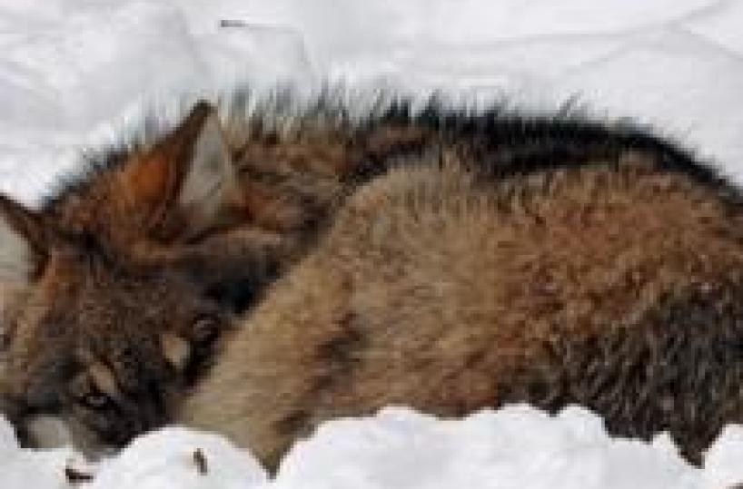 Wolf bites man near Rimini