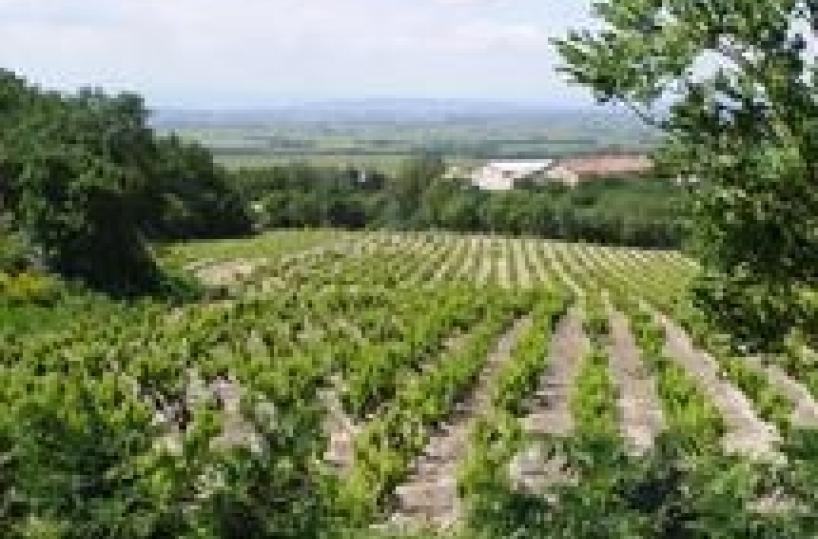 Ogm in agricoltura Stefàno: la Puglia dice assolutamente no