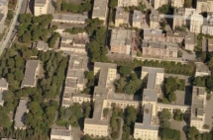 Bari, diecimila alberi una foglia di fico sulla miseria