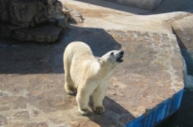 &laquo;Emigrazione animale&raquo; Orsa polare pugliese nuova star allo zoo di&nbsp;Tokyo