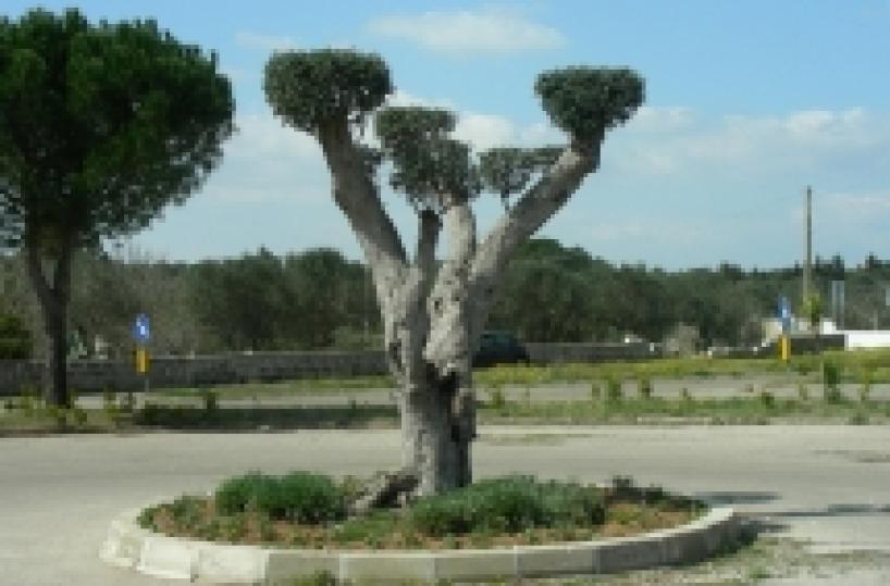 Maglie, ulivo tosato  come un barboncino