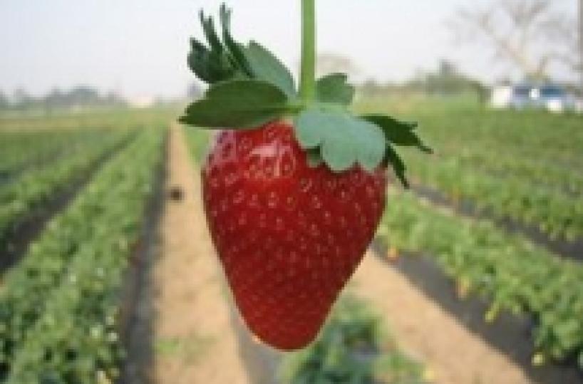 Lo spettro Nord Africa per fragole e angurie di Basilicata e Salento