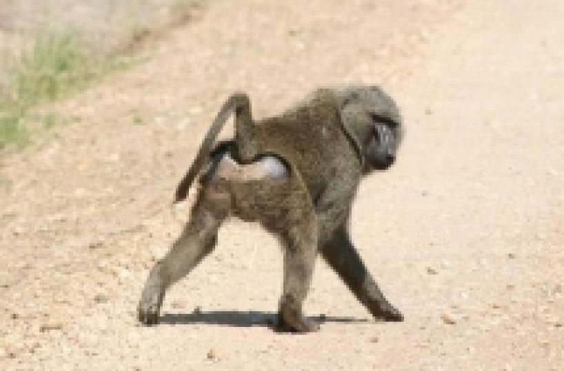 Babbuino fugge da Zoosafari Fa colazione in un bar e sparisce tra le campagne