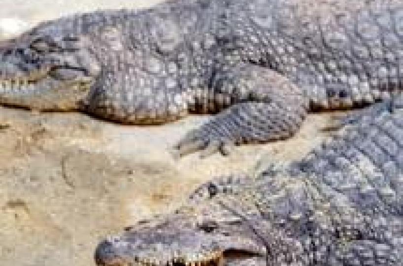 Brasile: piena fiume e bestie pericolose